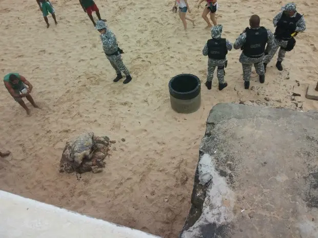 Tartaruga é encontrada morta em praia de Salvador (Foto: Agecom/Divulgação)