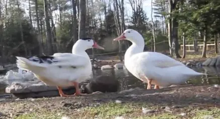 Os dois patos resgatados por Amber, a salvo em um santuário