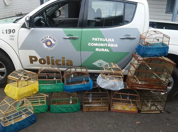 Polícia Ambiental resgata 12 pássaros silvestres (Foto: Polícia Ambiental/Cedida)