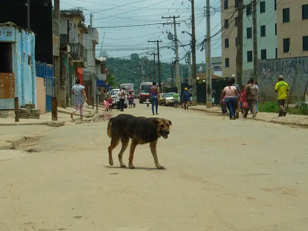 Cachorro caminha por rua na Zona Leste de São Paulo (Foto: Paulo Toledo Piza/G1)