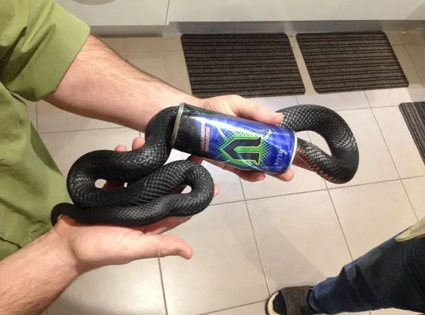 Cobra negra de barriga vermelha ficou entalada em lata de energético em Goodna (Foto: Reprodução/Facebook/Snake Catchers Brisbane, Ipswich, Gold Coast & Toowoomba)