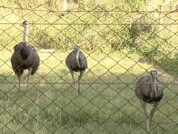 Emas sobreviventes no zoológico de Araçatuba (Foto: Reprodução / TV TEM)