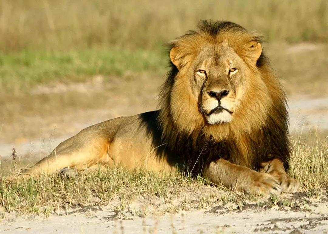 Cecil, o leão. Foto: Slate