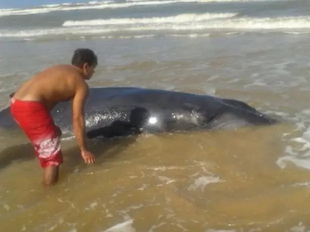 Animal foi devolvido ao mar após encalhar em Aracaju (Foto: Júlio César)