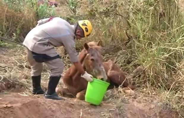 Bombeiro alimenta cavalo após resgatá-lo em buraco (Foto: Reprodução/ TV Anhanguera)