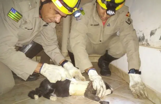 Bombeiros resgataram gata que ficou presa em cano de casa (Foto: Divulgação/Corpo de Bombeiros)
