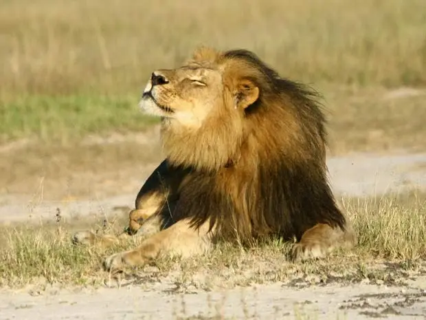 O leão Cecil era uma das maiores atrações de parque nacional no Zimbábue (Foto: REUTERS/A.J. Loveridge/Handout via Reuters)