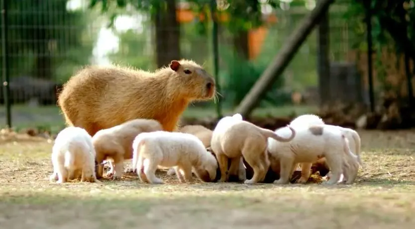 A capivara é mãe adotiva de todos esses filhotes de cachorro. (Foto: Reprodução / The Dodo) 