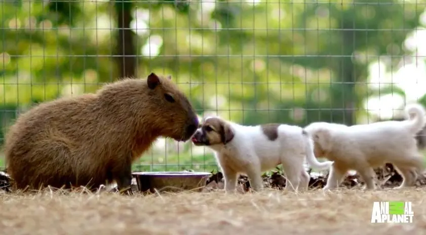 A capivara é muito amorosa com os cachorrinhos. (Foto: Reprodução / The Dodo / Animal Planet) 
