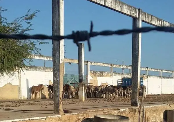 Animais presos no Centro de Correição de Parnaíba (Foto: Reprodução/ONG 7 Vidas)