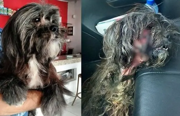 Foto mostra como cão foi adotado e como foi resgatado (Foto: Divulgação/Protetoras Independentes Goiânia)