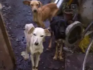 Cães estavam sem comer e beber, segundo a GPA (Foto: Divulgação/ Ascom GPA)