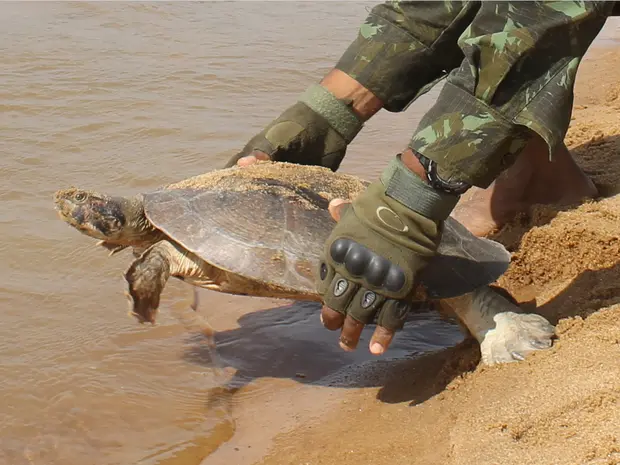 Tartarugas foram devolvidas ao rio (Foto: Divulgação/ICMBio)
