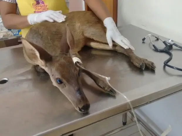 Veado recebeu tratamento em clínica veterinária particular de Gurupi (Foto: Maykon Paiva/TV Anhanguera)