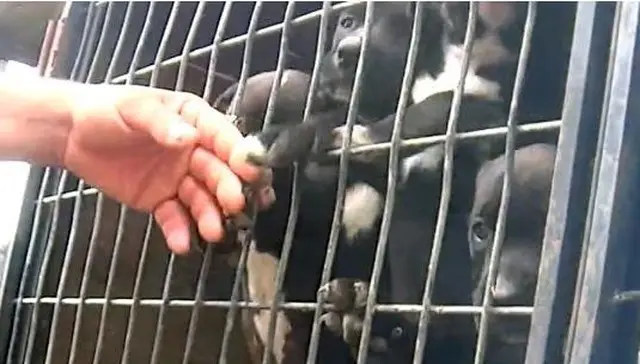 Foto: Vimeo/Animal Recovery Mission