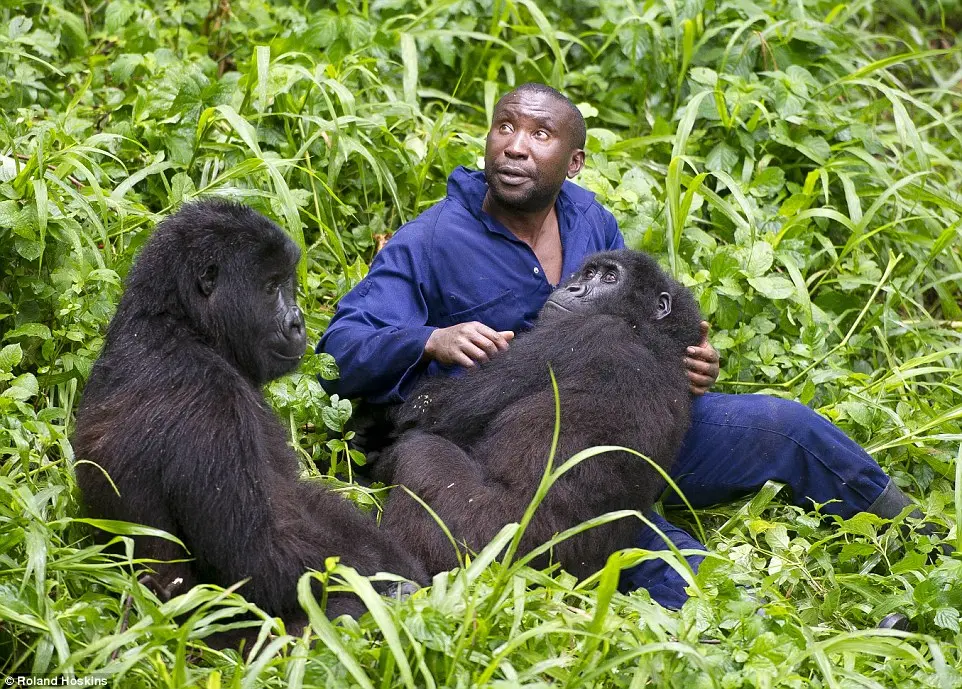 Andre Bauma é encarregado de cuidar dos gorilas orfãos. Foto: Roland Hoskins/DailyMail