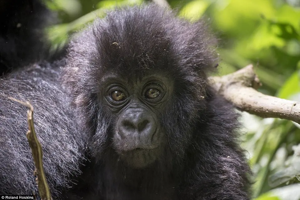 Os gorilas têm diversas semelhanças com os humanos. Foto: Roland Hoskins/DailyMail