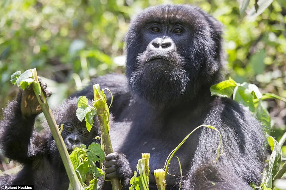 Os gorilas-da-montanha estão ameaçados de extinção. Foto: Roland Hoskins/DailyMail