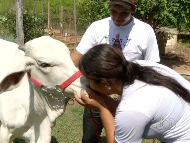 Bezerro é criado como animal de estimação em fazenda do Tocantins (Foto: Reprodução/TV Anhanguera)