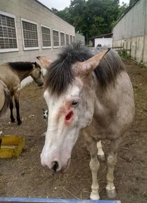 Égua foi machucada pelos criminosos que levaram dois cavalos nesta madrugada Foto: Divulgação