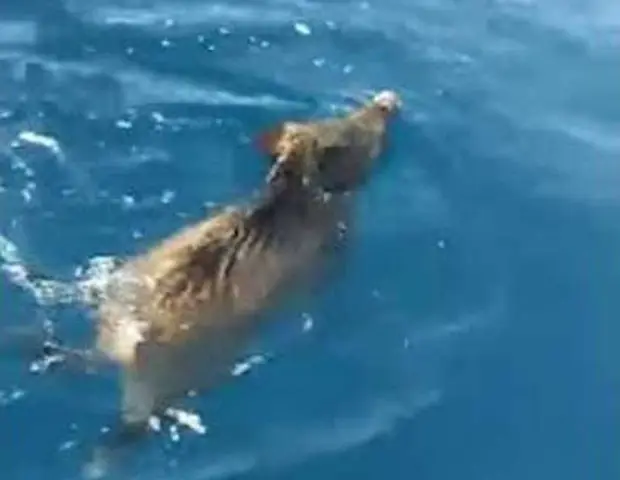 Javali foi encontrado nadando em círculos a seis km da costa na Itália (Foto: Reprodução/YouTube/Matteo Andresini)
