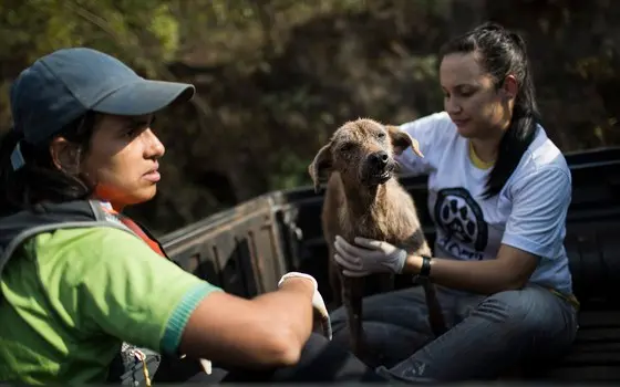 Resgate de animais atingidos pela lama da barragem da Samarco em Mariana, MG (Foto: Felipe Dana/AP)