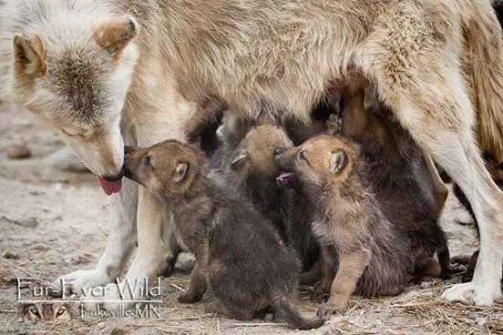 Foto: Fur-Ever Wild