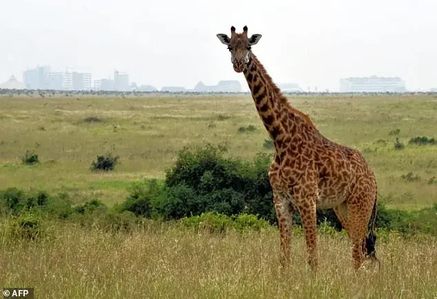 Girafa, uma das espécies ameaçadas pelo desenvolvimento humano