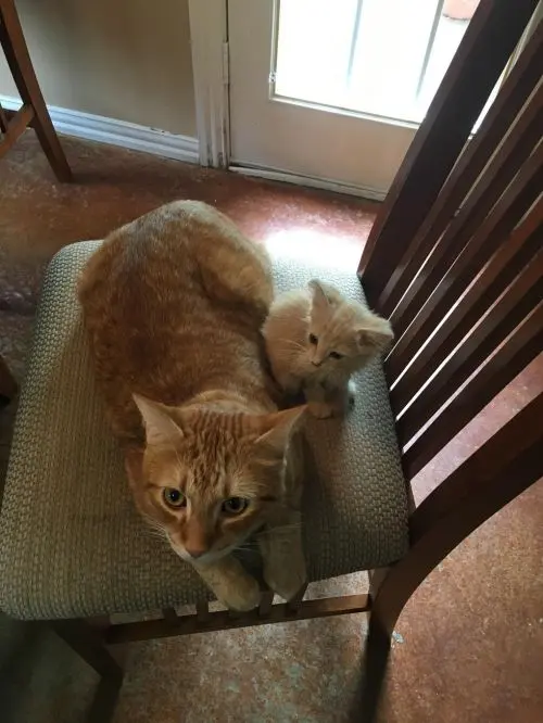 Os dois gatos deitados em uma cadeira