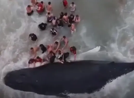Centenas de pessoas tentam empurrar a baleia de volta à água