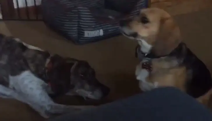 Beagles brincam após serem libertos