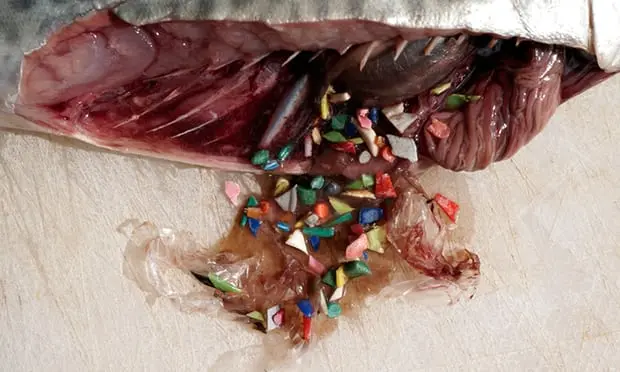 Plástico encontrado em estômago de peixe em Portugal