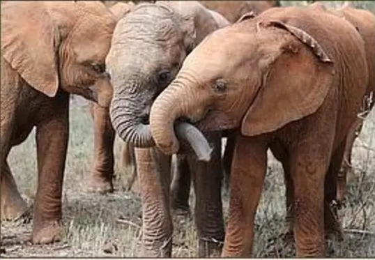 Elefanta enrola tromba em companheiro