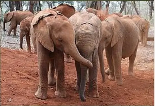 Elefanta ao lado de companheiro