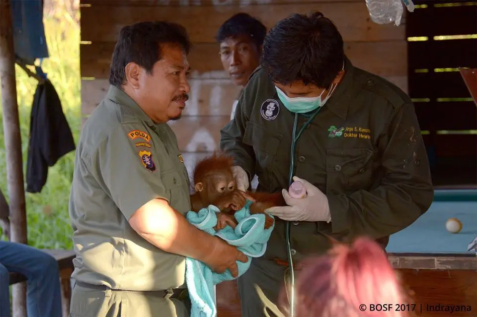 Orangotango recebe cuidados de equipe 