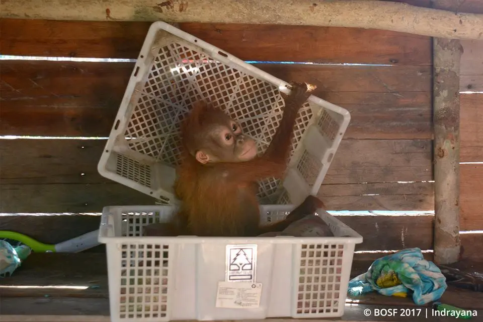 Orangotango dentro de caixa