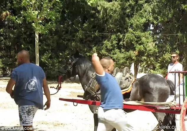 Os cavalos são forçados a carregar mais de 500 quilos