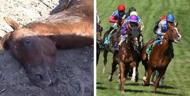 Cavalo foi morto após cair de exaustão