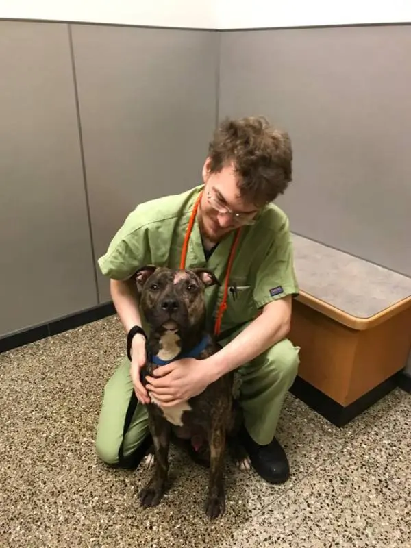 Cão com veterinário