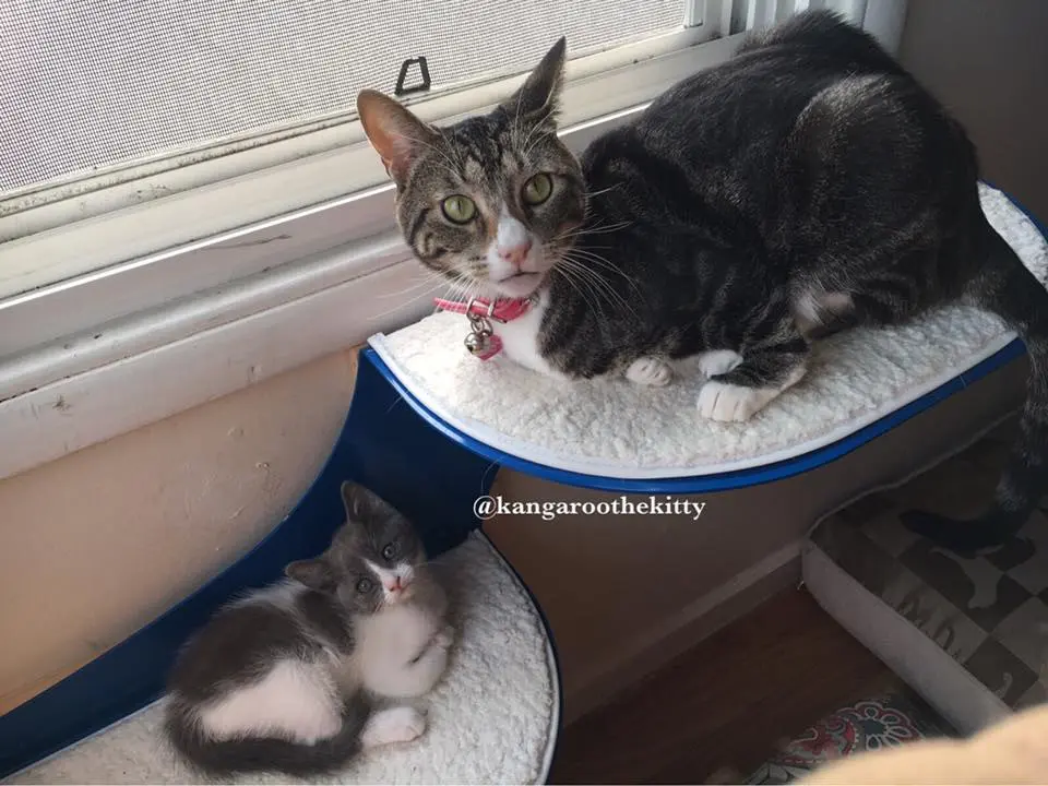 Kanga e Baby CRédito: Love Meow
