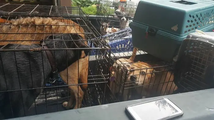 Cães resgatados