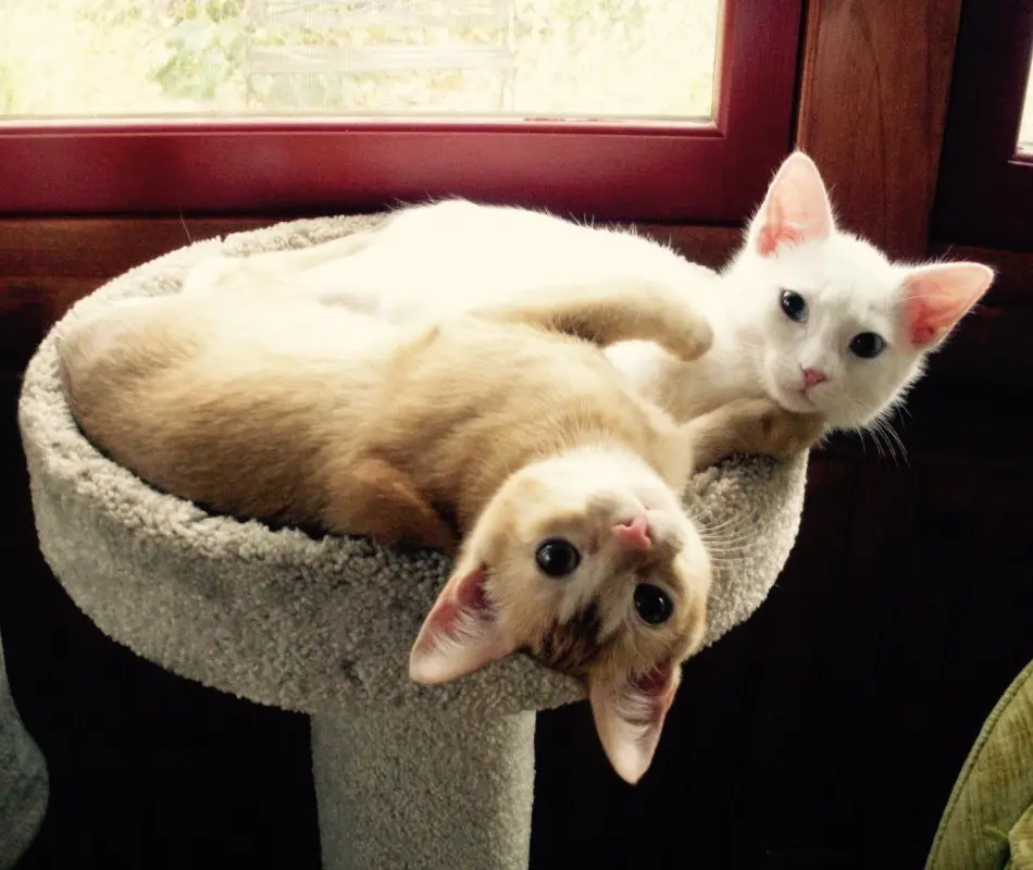 Dois dos gatinhos resgatados