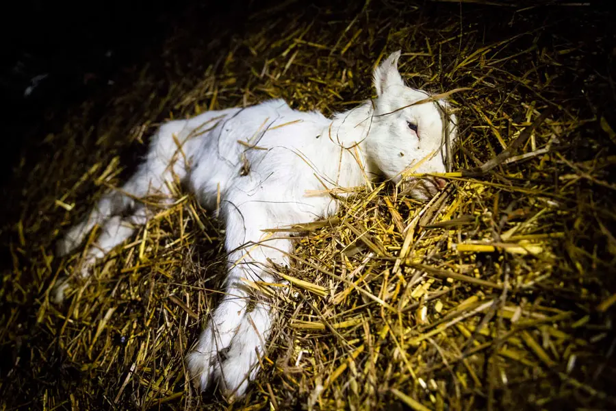 cabras e seus filhotes são vítimas de maus-tratos em fazenda de leite orgânico
