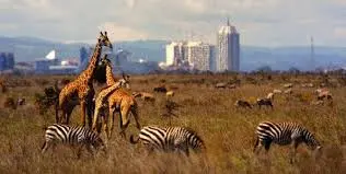 Animais selvagens vivendo juntos no Parque Nacional de Nairóbi, Quênia.