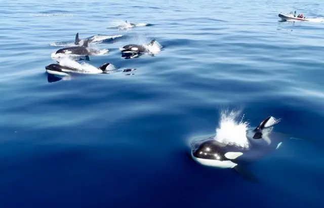 Grupo de orcas é visto na costa de San Diego, nos EUA (Foto: Domenic Biagini)