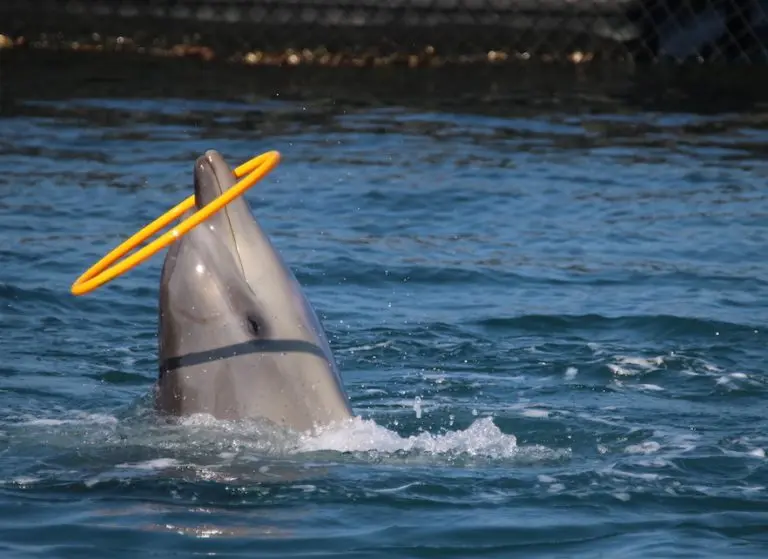 A exploração de golfinhos para turismo e entretenimento tem demonstrado quedas bruscas de públicos, e avanços nas legislações contra essa prática tem tomado espaço (Foto: Dolphin Project)