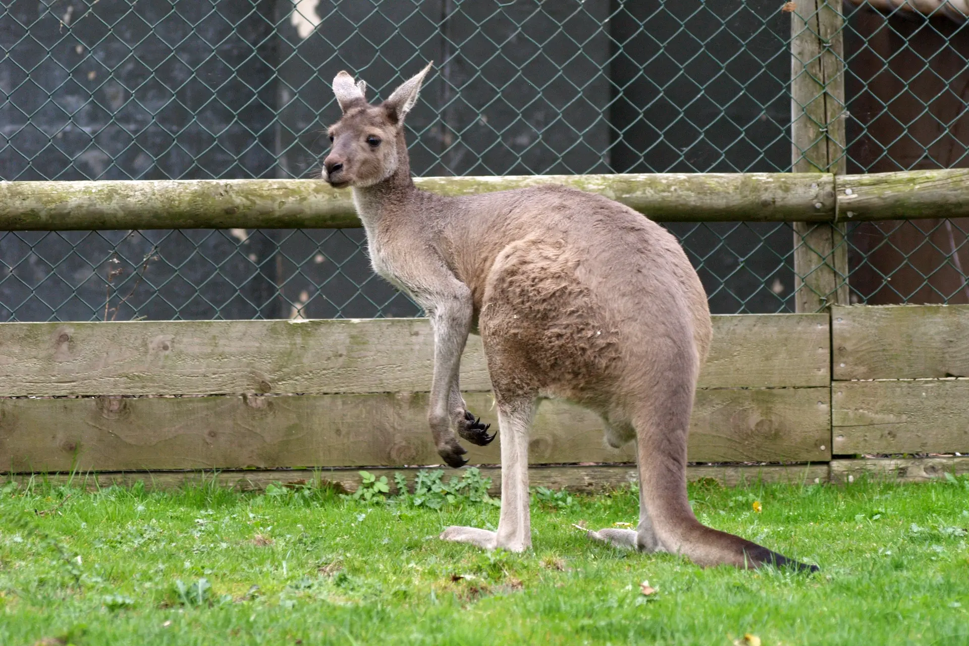 Um canguru foi morto e outro ferido em zoo na China após visitantes atirarem tijolos nos animais. (Foto: Twycross Zoo)