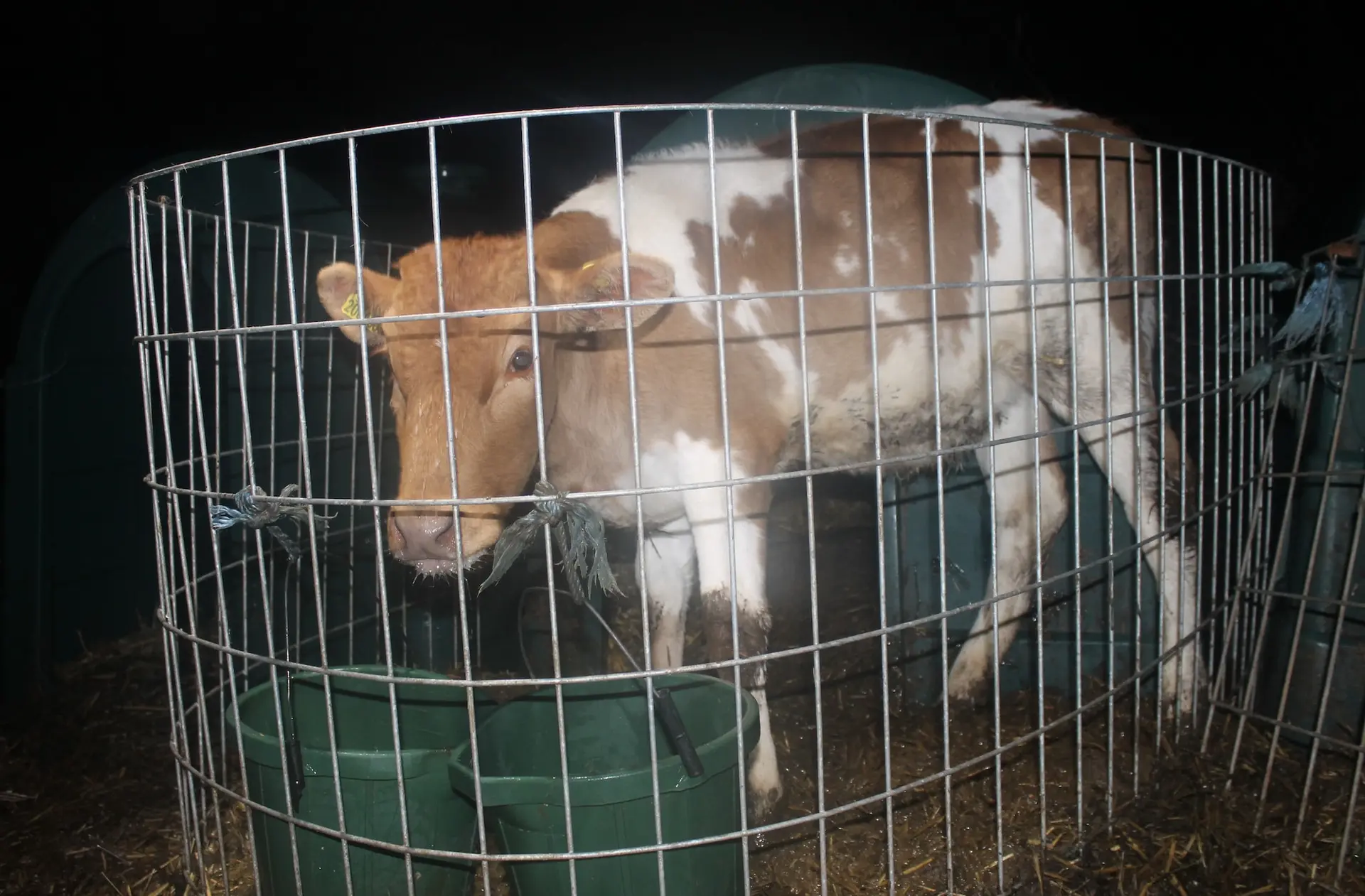 Bezerros foram encontrados enjaulados em situações ilegais nas fazendas de produtos lácteos do Reino Unido (Foto: Viva!)