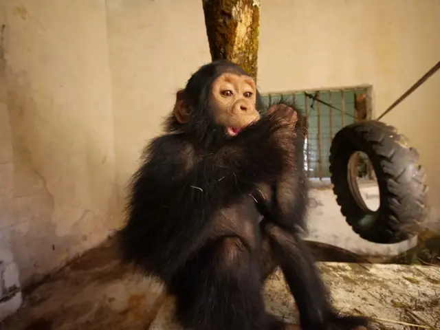Após o resgate, as chimpanzés foram levadas para um santuário, na Zâmbia. (Foto: WAN)