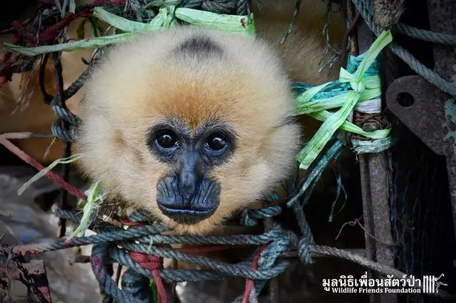 Macaco gibão resgatado após viver uma década em gaiola cheia de lixos na Tailândia (Foto: WFFT)